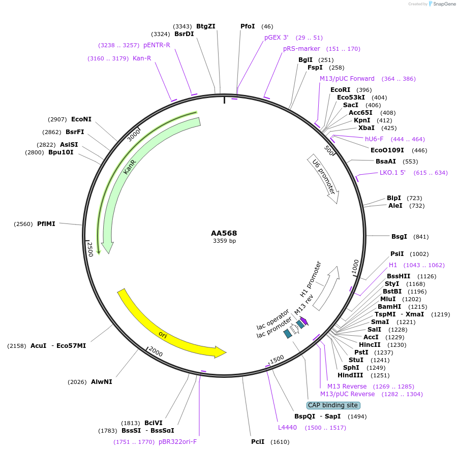 231117-plasmid-map-sequence-id-458363