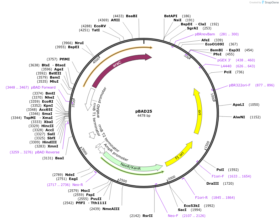 231547-plasmid-map-sequence-id-458366