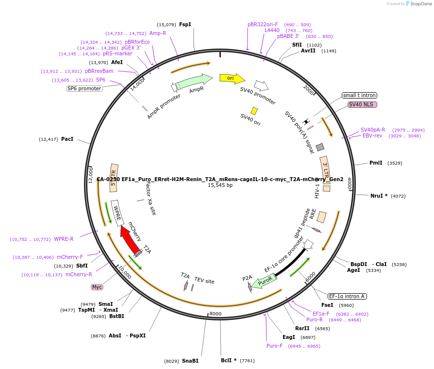 231207-plasmid-map-sequence-id-458375