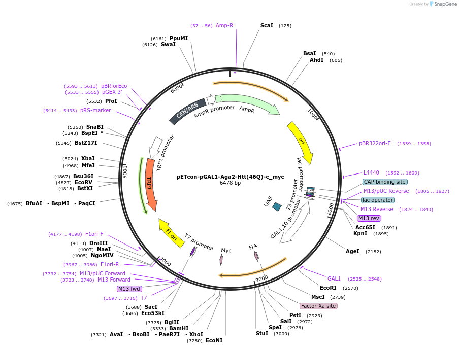 225229-plasmid-map-sequence-id-458380