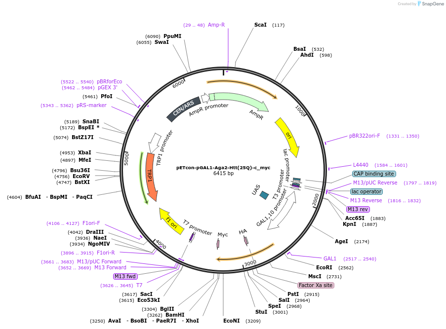 225228-plasmid-map-sequence-id-458382