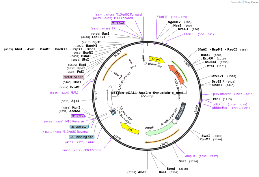 225222-plasmid-map-sequence-id-458386