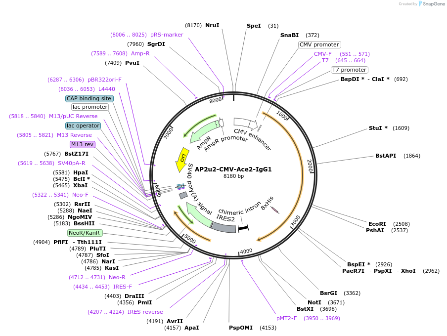 226455-plasmid-map-sequence-id-458394