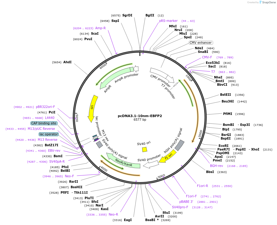 231184-plasmid-map-sequence-id-458397