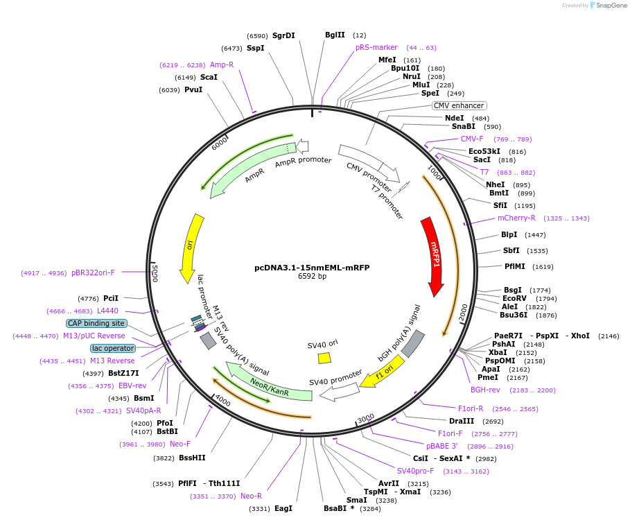 231177-plasmid-map-sequence-id-458399