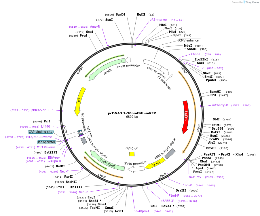 231179-plasmid-map-sequence-id-458400