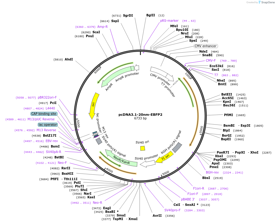 231185-plasmid-map-sequence-id-458401