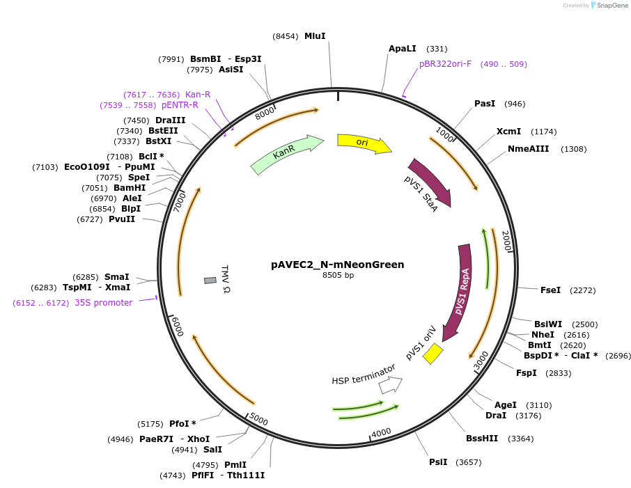 231288-plasmid-map-sequence-id-458405