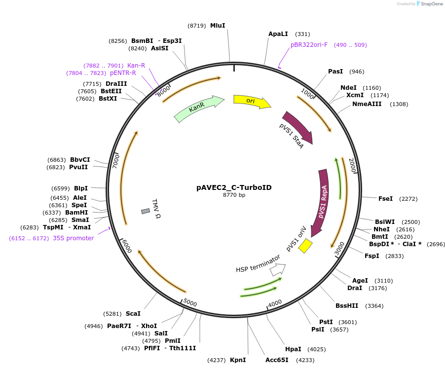 231301-plasmid-map-sequence-id-458412