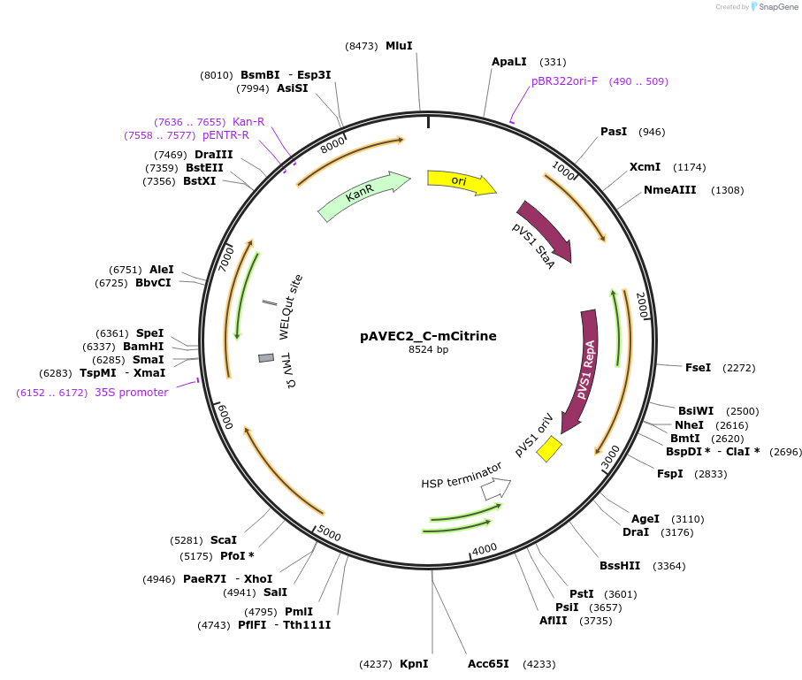 231297-plasmid-map-sequence-id-458415
