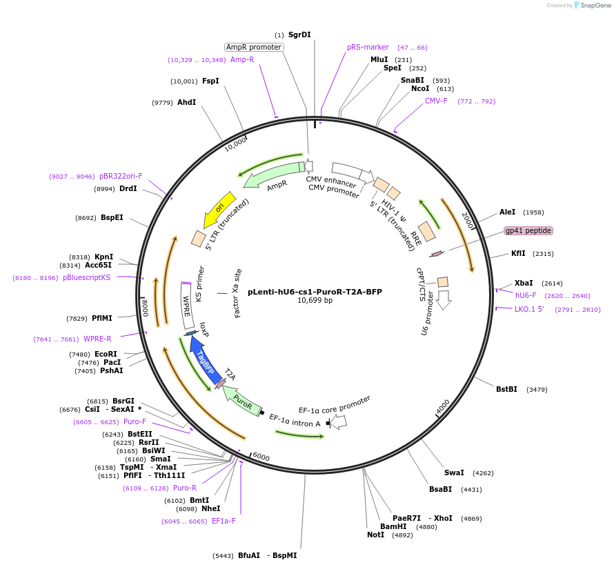 230934-plasmid-map-sequence-id-458423