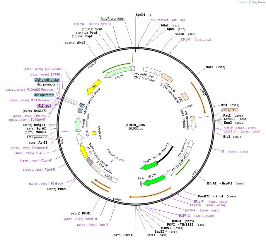 231113-plasmid-map-sequence-id-458424