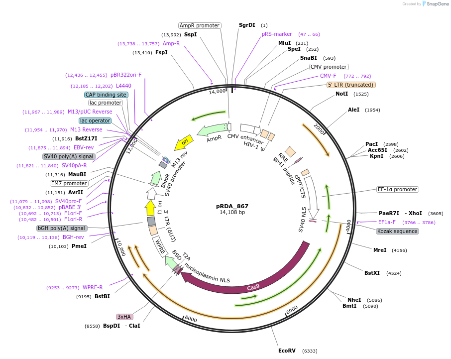 231109-plasmid-map-sequence-id-458425