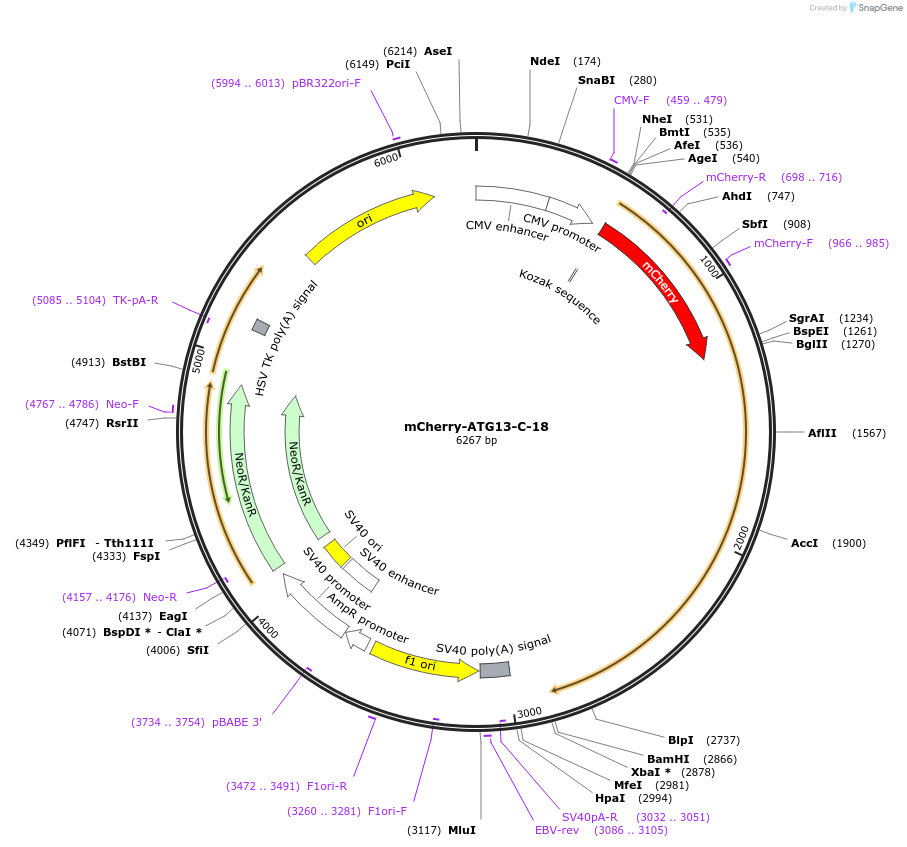 54987-plasmid-map-sequence-id-458437