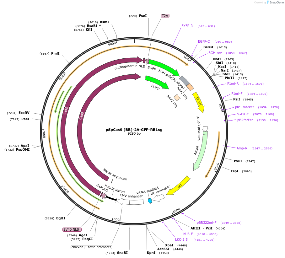 229857-plasmid-map-sequence-id-458440