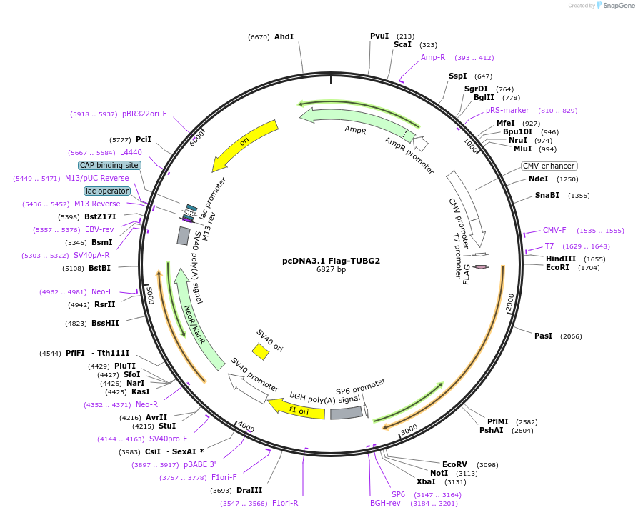 229855-plasmid-map-sequence-id-458441