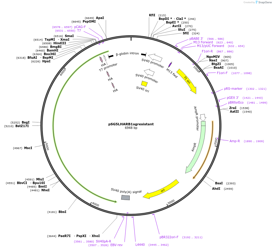 229856-plasmid-map-sequence-id-458442