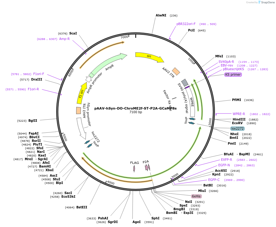 227786-plasmid-map-sequence-id-458443