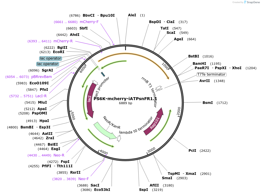 227238-plasmid-map-sequence-id-458450