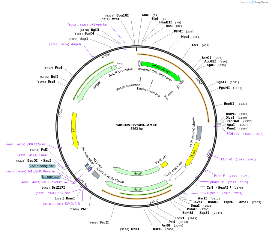 231091-plasmid-map-sequence-id-458492