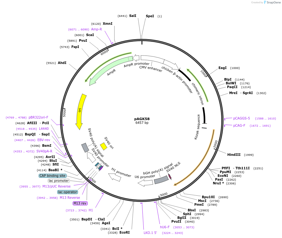 228118-plasmid-map-sequence-id-458565