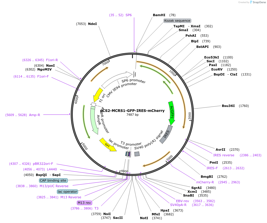 231231-plasmid-map-sequence-id-458623