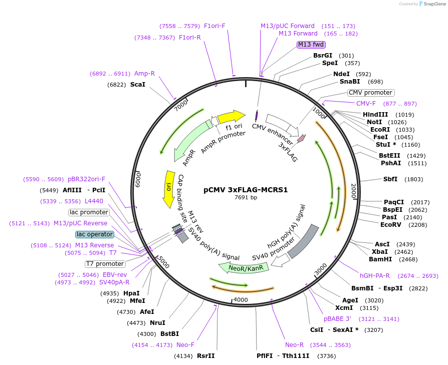 231241-plasmid-map-sequence-id-458625