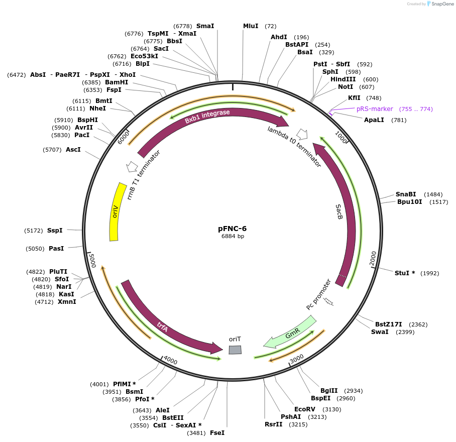 227669-plasmid-map-sequence-id-458626