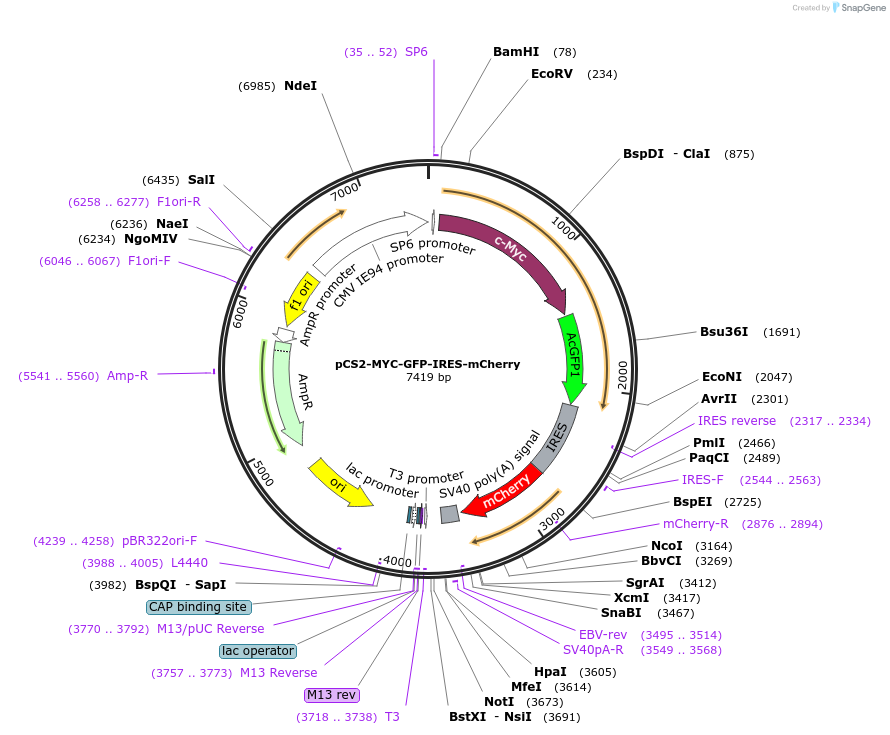 231232-plasmid-map-sequence-id-458628