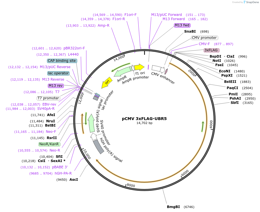231238-plasmid-map-sequence-id-458630