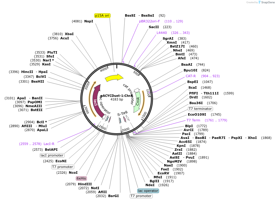 225079-plasmid-map-sequence-id-458632