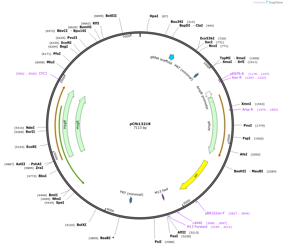 219893-plasmid-map-sequence-id-458635