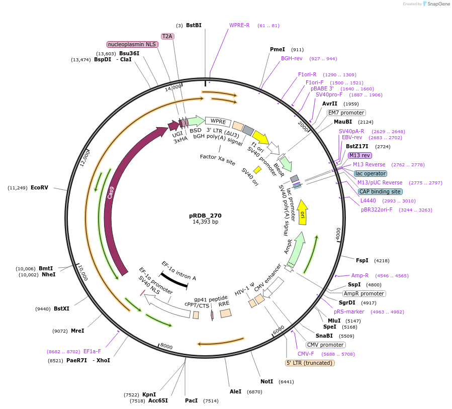 231111-plasmid-map-sequence-id-458638