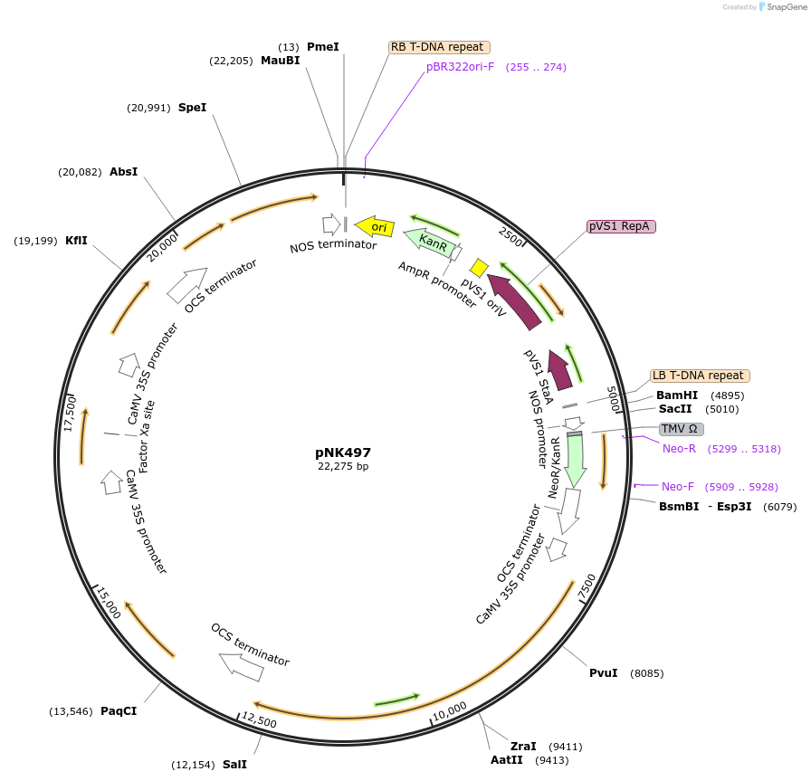 219754-plasmid-map-sequence-id-458646