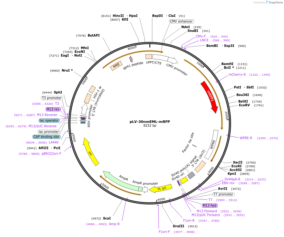 231182-plasmid-map-sequence-id-458832