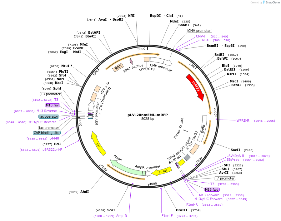 231181-plasmid-map-sequence-id-458833