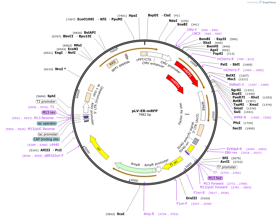 231180-plasmid-map-sequence-id-458834
