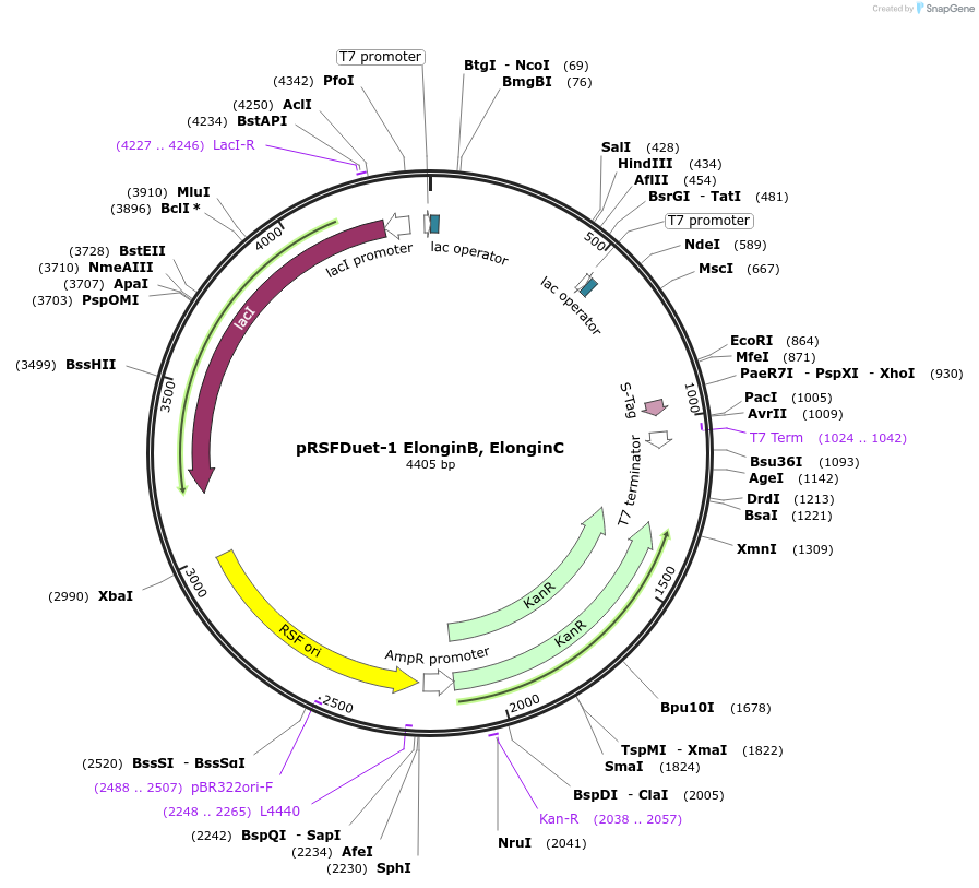 230999-plasmid-map-sequence-id-458871