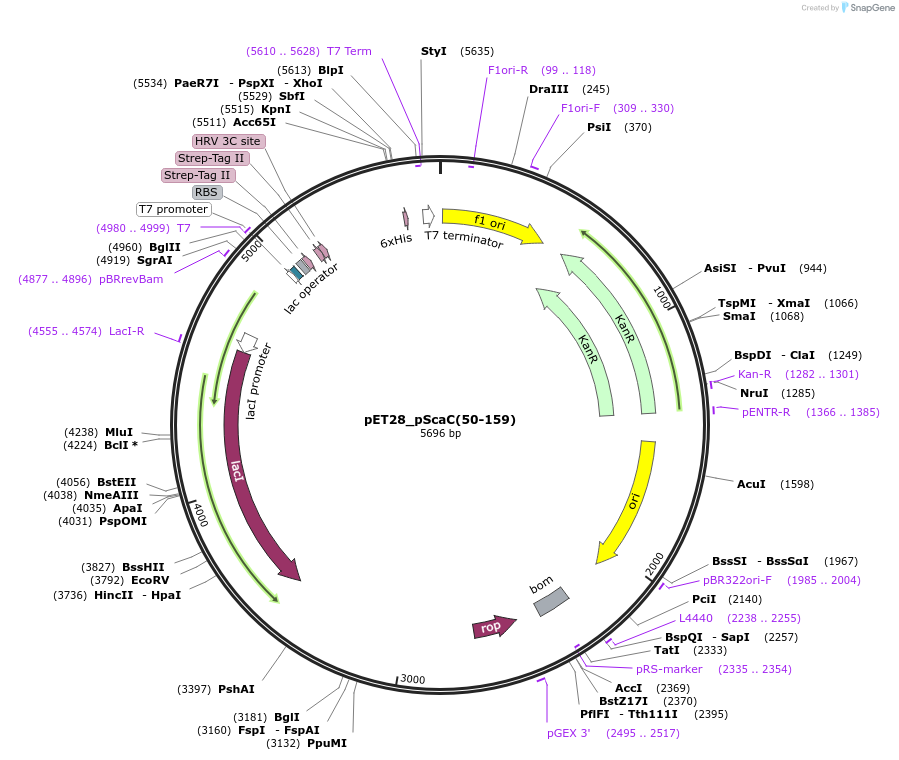 228836-plasmid-map-sequence-id-458884