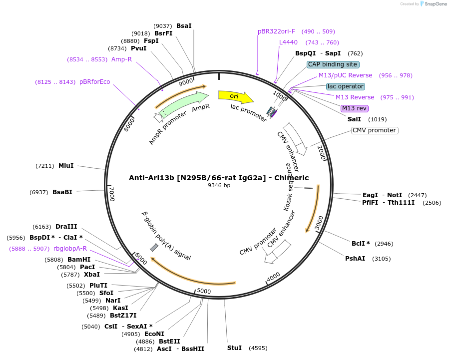 227041-plasmid-map-sequence-id-458893