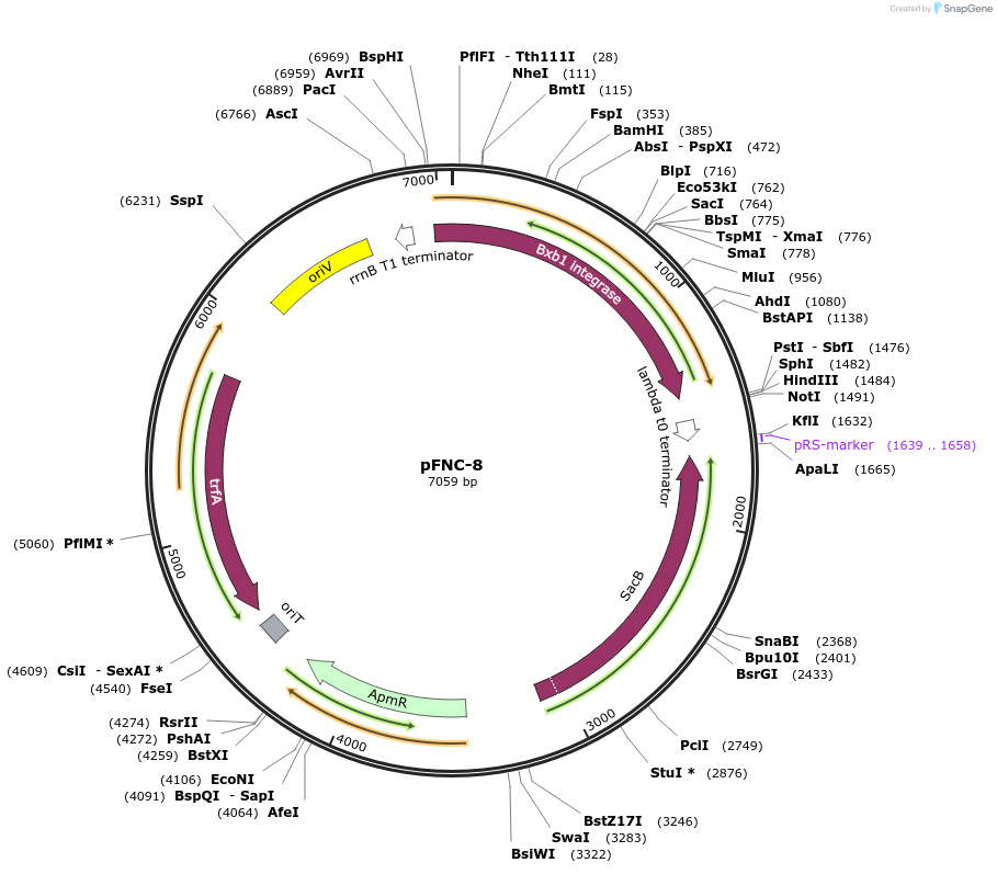 227670-plasmid-map-sequence-id-458895
