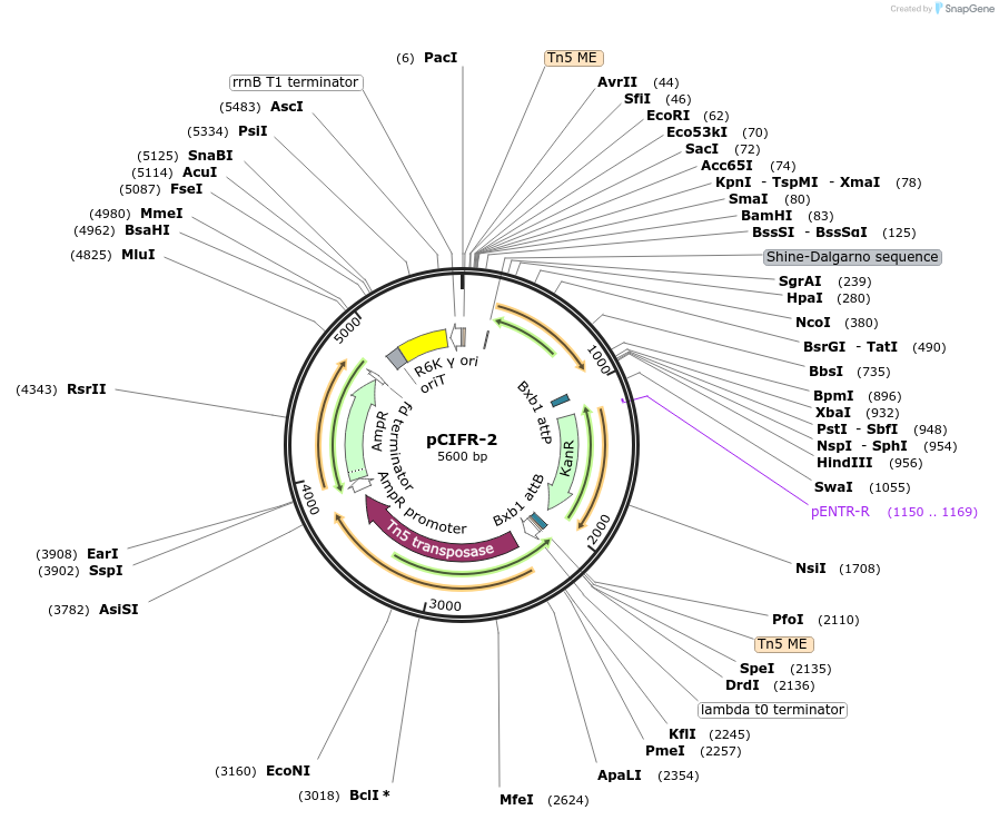 227663-plasmid-map-sequence-id-458896