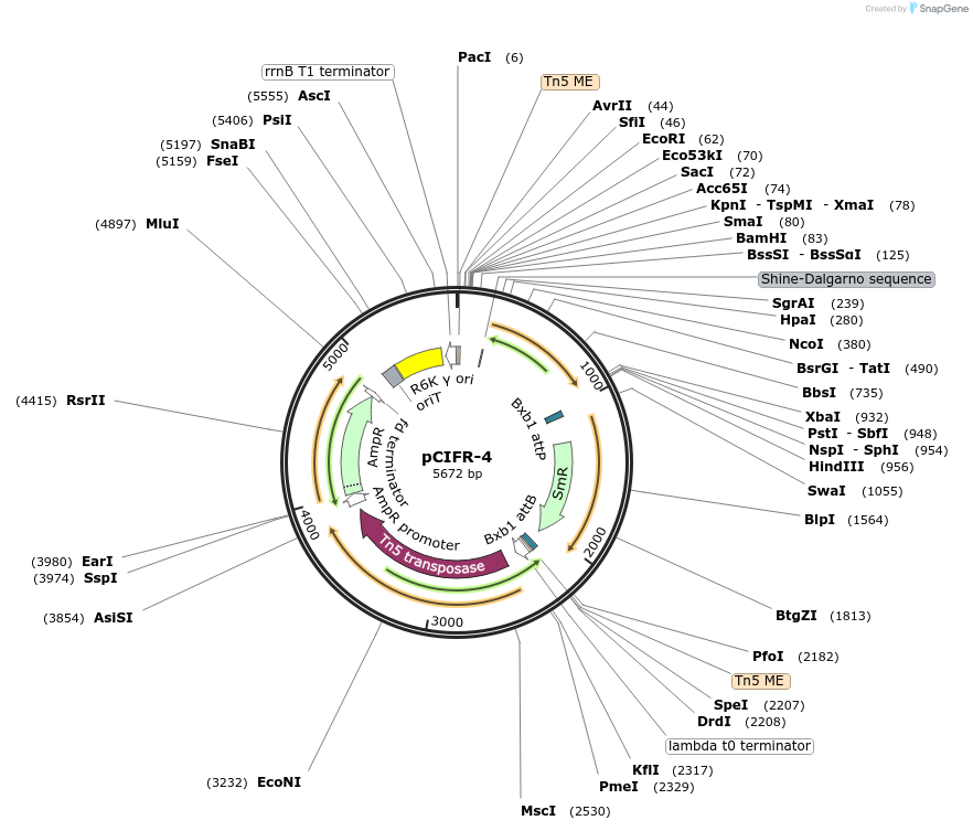 227664-plasmid-map-sequence-id-458897