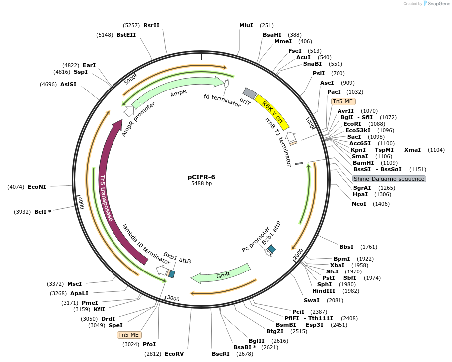 227665-plasmid-map-sequence-id-458898