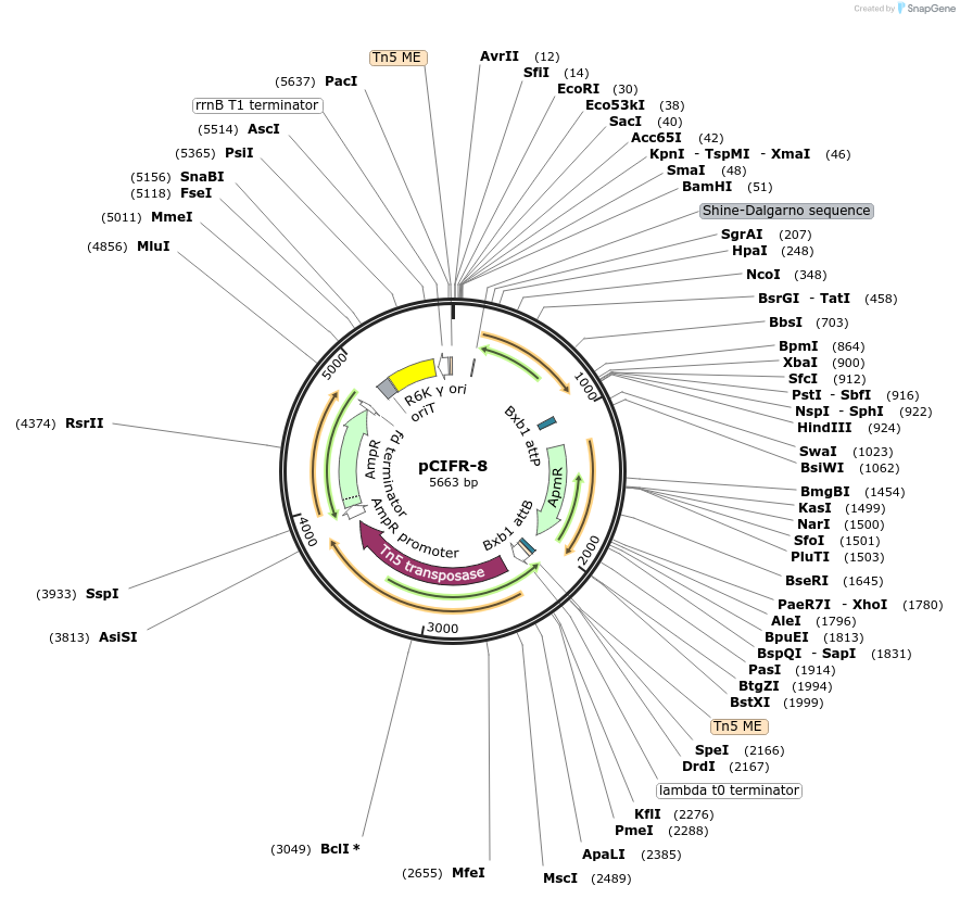 227666-plasmid-map-sequence-id-458899