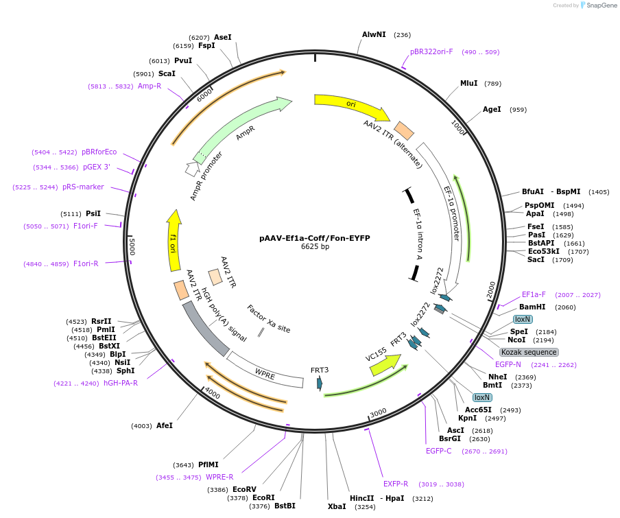 231927-plasmid-map-sequence-id-458907