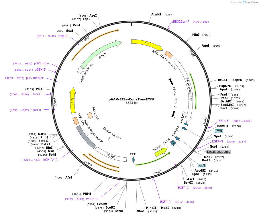 231926-plasmid-map-sequence-id-458908