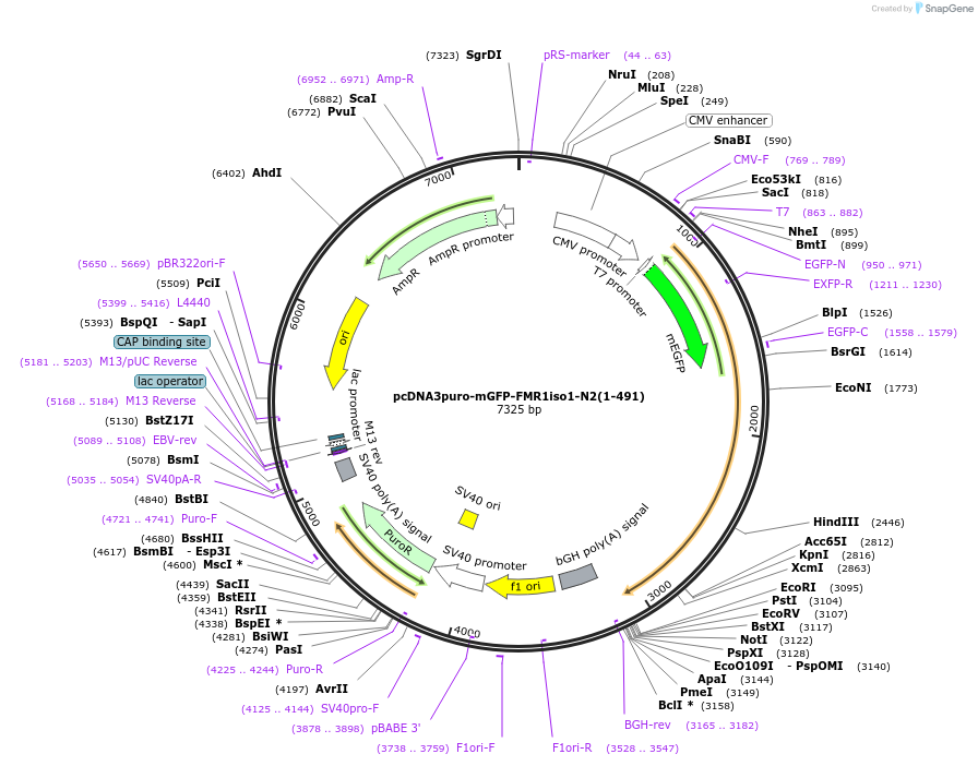 225465-plasmid-map-sequence-id-458915