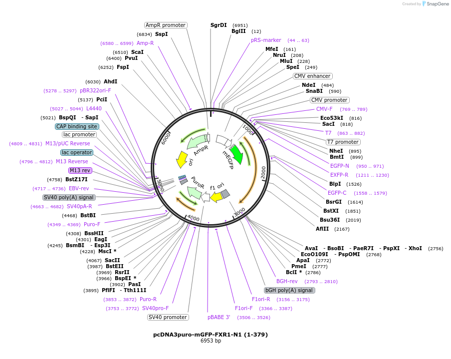 225450-plasmid-map-sequence-id-458917
