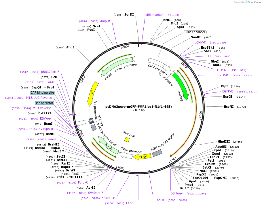 225464-plasmid-map-sequence-id-458919